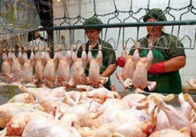 В Таджикистане планируют увеличить производство яиц и куриного мяса - TAJ News