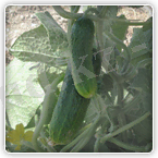 ВЕРТИНА F1 (Vertina) 