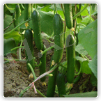 МАКСИМУМ F1 (Maximum)