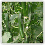 МАГНУМ F1 (Magnum) 