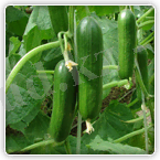 ИНФИНИТИ F1 (Infiniti)