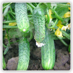 КРИСПИНА F1 (Сrispina)