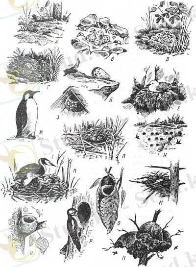 http://www.ecosystema.ru/08nature/birds/morf/m013.jpg