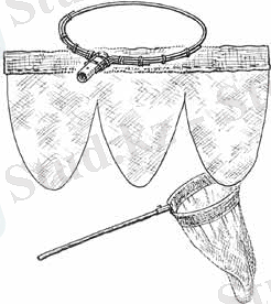 Описание: D:\Documents\диплом\фото с нета\сочок.jpg