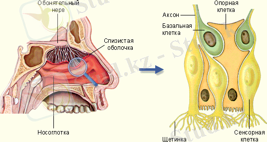 Похожее изображение