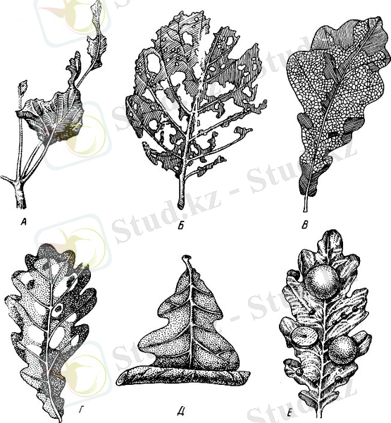 Рис. 24. Главнейшие типы повреждений листьев древесных пород: А - Б - грубое объедание. В - скелетирование, Г - минирование, Д - скручивание, Е - галлы