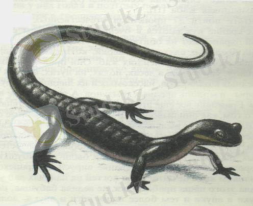 Описание: Редкие и исчезающие виды животных