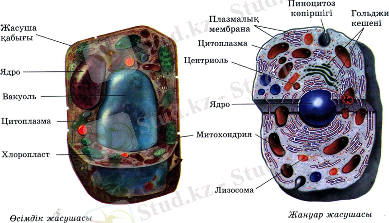 Өсімдіктер мен жануарлар жасушаларының құрылысы | iKaz.info