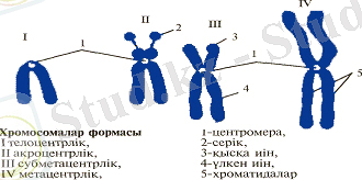 Оқушылардың өтілген тақырып бойынша білімін тексеру