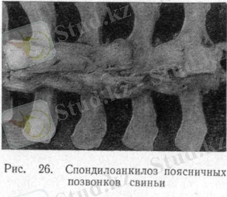 спондилоанкилоз поясничных позвонков свиньи