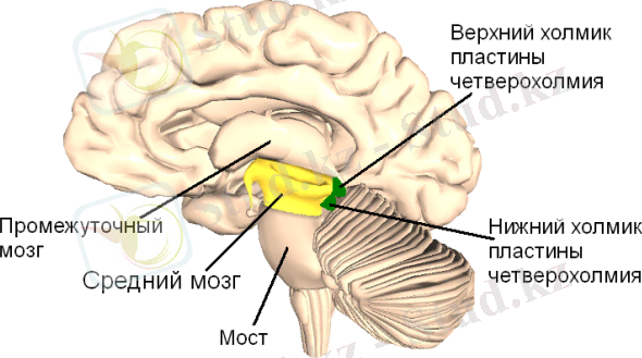http://www.sportmassag.ru/assets/images/anatomy/Sredni_mozg(1).png