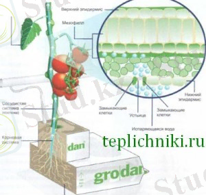 peredvejenie-300x288