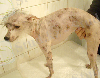 Пемфигус у собаки