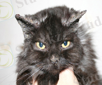 Пемфигус у кошки