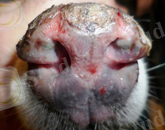 Дискоидная красная волчанка