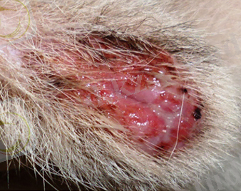 Дискоидная красная волчанка