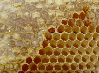 C:\Documents and Settings\Admin\Рабочий стол\Картинки для работы Мёд\мёд\готовые соты.jpg