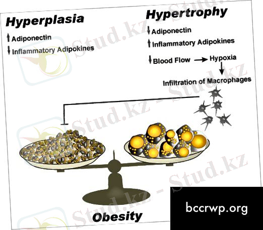 Гипертрофия мен гиперплазия арасындағы айырмашылық