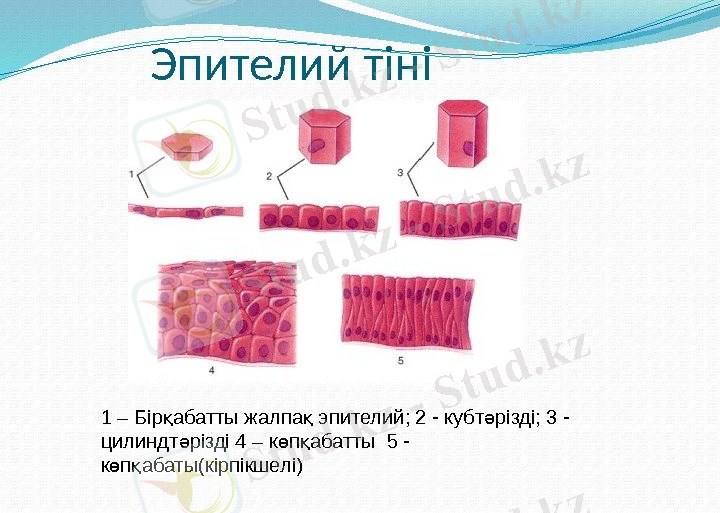 Кафедра: Цитология, эмбриология ж не гистологияә С Ж