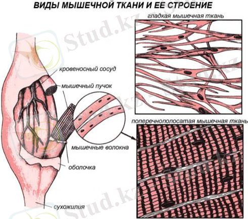 Виды мышечной ткани