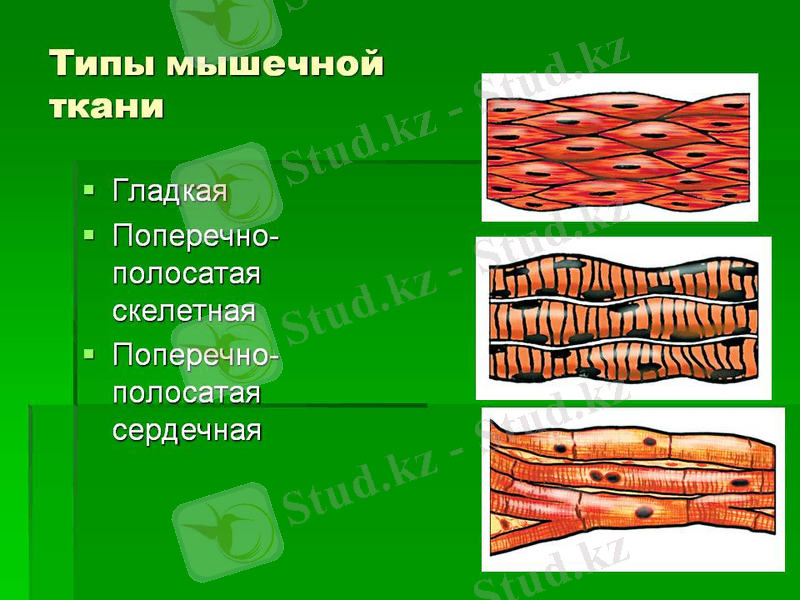 http://5klass.net/datas/biologija/Biologija-myshtsy/0004-004-Tipy-myshechnoj-tkani.jpg
