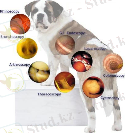 &ecy;&ncy;&dcy;&ocy;&scy;&kcy;&ocy;&pcy;&icy;&yacy; &fcy;&ocy;&tcy;&ocy;