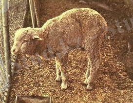 http://www.sheepandgoat.com/Images/Diseases/WMD.jpg