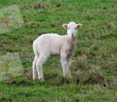 https://upload.wikimedia.org/wikipedia/commons/6/66/Lamb_January_2007-1.jpg