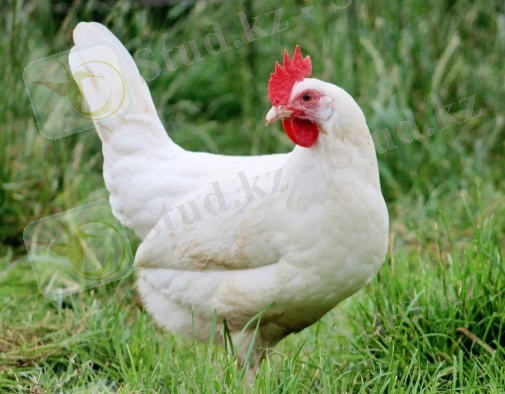 http://zverovod.info/wp-content/uploads/2019/06/belye-porody-kur-harakteristika-vidy-vybor-uhod-1.jpg