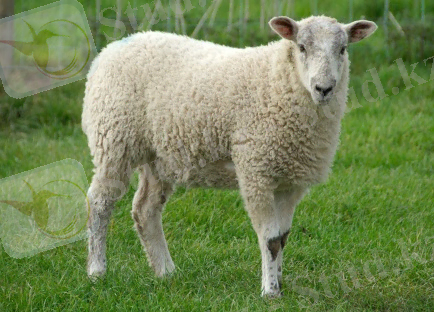 https://imrey.org/wp-content/uploads/2018/07/Sheep.jpg