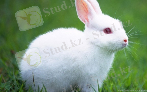 https://www.desktopbackground.org/download/1920x1200/2011/06/16/220093_white-rabbit-wallpapers-wallpapers-cave_2160x1920_h.jpg