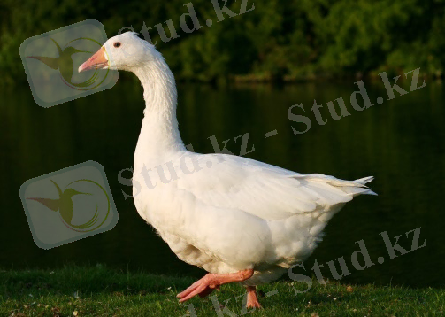 https://upload.wikimedia.org/wikipedia/commons/a/a1/Domestic_Goose_%282%29.jpg