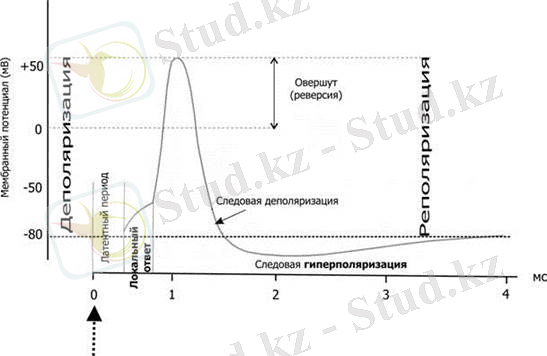 Дәріс. Қозғыш тканьдер физиологиясы. Қозғыштық және қозу. Қозғыш тканьдер және олардың қасиеттері.