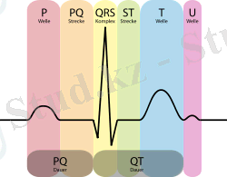 250px-EKG_Komplex.svg.png
