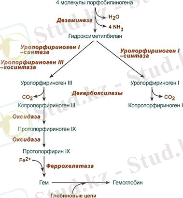 синтез гема - Биохимия