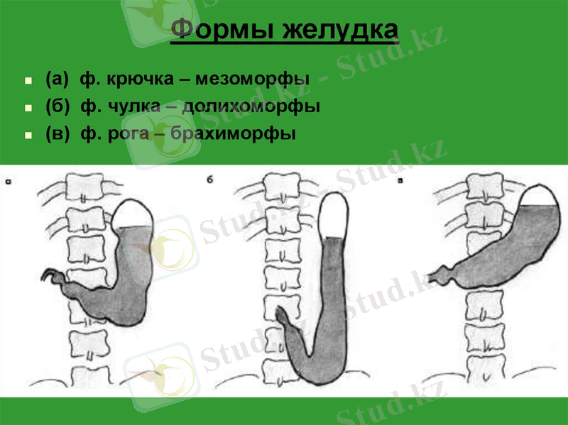 Глотка. Пищевод. Желудок - презентация онлайн