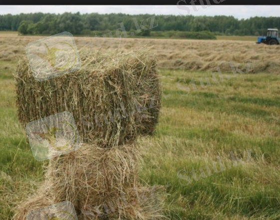 Продам Сено люцерны в тюках, укос 2014 г., Полтавская обл. Цена ... 