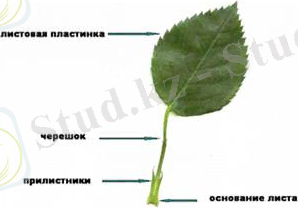https://www.bibliofond.ru/wimg/17/870481.files/image001.jpg