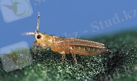 Картинки по запросу льоновий трипс