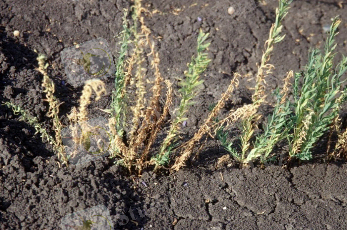 Картинки по запросу фузариозное увядание льна