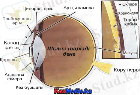 Көз құрылымы, анатомиясы, физиологиясы | Қазақша медицина