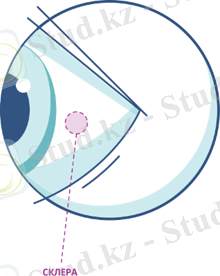 Склера глаза