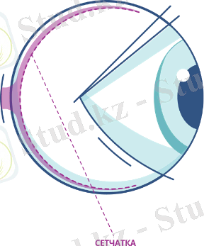 Сетчатка глаза