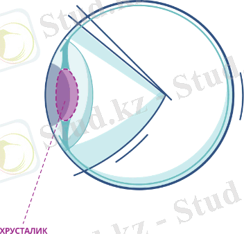 Хрусталик глаза