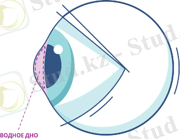 Остальная часть глаза