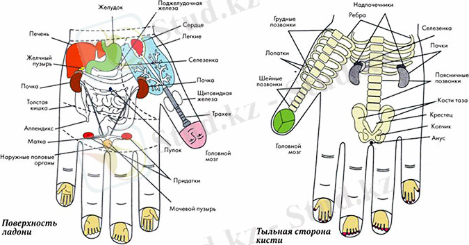 Зоны массажа на кисти руки по методике су-джок