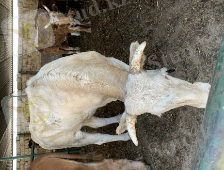 C:\Users\Гульдана\Desktop\Гульдана\Фото с телефона\2020 карантин Актау лето\IMG_2531.JPG