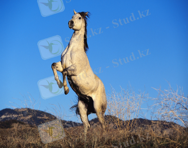 Обои и картинки 4200x2800 5068KB Животные