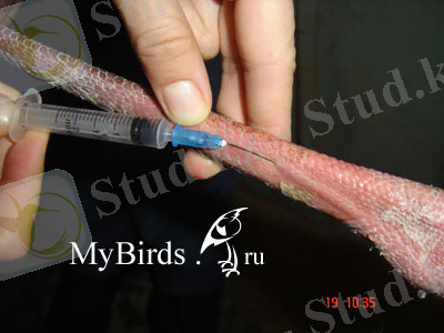 Взятие крови птицы из вены на ноге. Фото предоставлено Н. Бебих