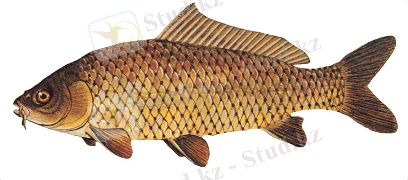 Сазан — Уикипедия